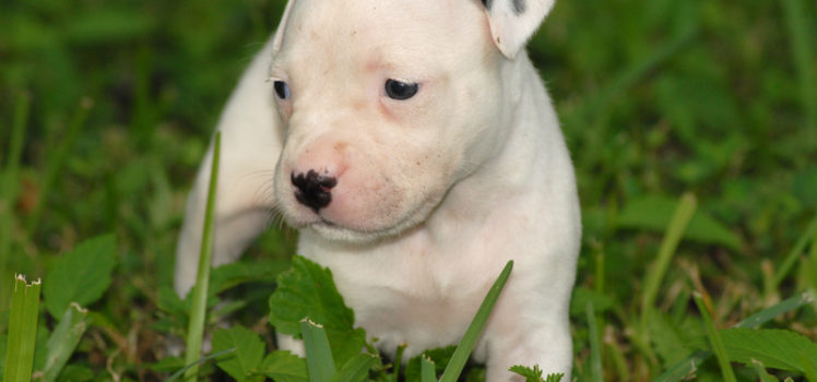 Puppy, grass, spots